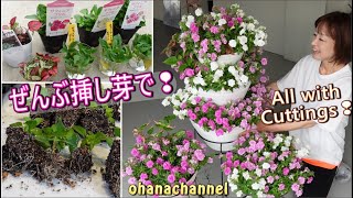 【挿し芽】サフィニア🌺ぜんぶ挿し芽でフラワータワー❕豪華すぎ✨All with Cuttings🌱Propagating Petunia Surfinia🌺 [upl. by Kaja64]