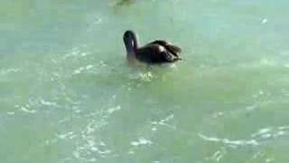 A Brown Pelican Eating [upl. by Goldberg]