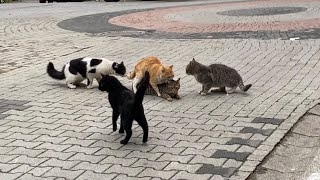 Cats mating nonstop on the street These Cats are so beautiful 😍 [upl. by Enwahs]