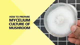 How to Prepare Mycelium Culture of Mushroom Part 24 [upl. by Balliol58]