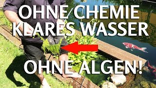 OHNE CHEMIE klares Teichwasser ohne Fadenalgen amp Schwebealgen im Koiteich [upl. by Luiza965]