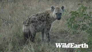 WildEarth  Sunset Safari  15 July 2023 [upl. by Aenil]