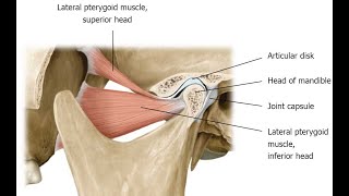 Two Minutes of Anatomy Articular Disc AKA Articular Disk [upl. by Oringas481]