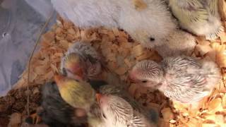 How to hand feed a baby pigeon  Best pigeon breeds  Newborn Baby Pigeon Feeding Moment [upl. by Eisserc]