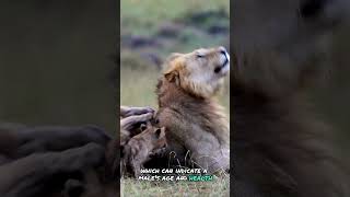 Lion Facts amp Reactions amazinganimals animalfacts animalsuperpowers [upl. by Alana]