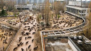 Pourquoi Laccident De Tchernobyl N’a Pas Tué Les Sangliers [upl. by Weber]