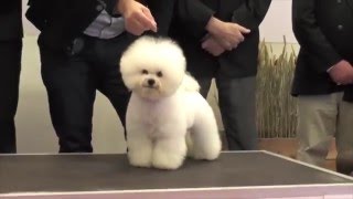 Une femelle Bichon Frisé 2ème Meilleur chien au CGA 2016 [upl. by Lat]