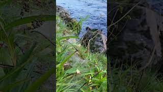 Findhorn looking beautiful even when running low atlanticsalmonfishing salmonriver fishing [upl. by Anolahs]