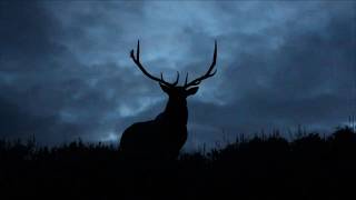 Bull Elk Bugling at Night in Yellowstone [upl. by Atiken]