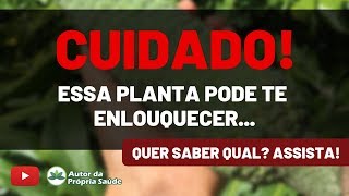 CUIDADO  Essa planta pode TE ENLOUQUECER [upl. by Tildi]