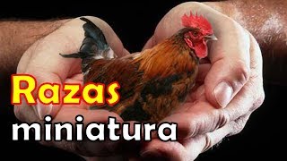 RAZAS de GALLOS y GALLINAS mas PEQUEÑITAS del mundo top bantam enanas kikiriki [upl. by Gernhard]