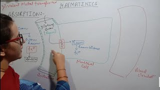 HAEMATINICS  IRON  PART1  ABSORPTION  SOURCE  DISTRIBUTION  DAILY REQUIREMENT [upl. by Aneert]