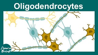 Oligodendrocytes  Oligodendrocytes and myelination  Demyelination in Multiple sclerosis  USMLE [upl. by Phemia318]