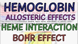 Hemoglobin  Allosteric Effects  Heme Interaction  Bohr Effect [upl. by Sev]