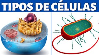 TIPOS DE CÉLULAS eucariotas y procariotas organelos celulares y diferencias🦠 [upl. by Gutow]