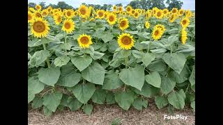 Went to see the Sunflower fields 💛 😌 🌻 [upl. by Zorana346]