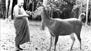 Ajahn Chah  Understanding Dukkha [upl. by Darrey]