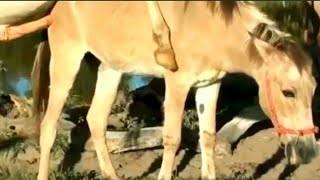 Horse breedingdonkey mating animal matinghorse mating and the best power video [upl. by Hilly844]