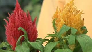 Different Types of Celosia Flowers [upl. by Ruddy]