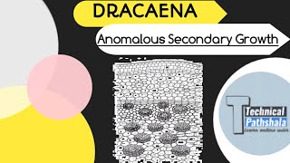 Anomalous Secondary Thickening In Dracaena  Plant Anatomy And Embryology [upl. by Downe]