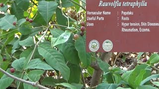 Uses of Rauvolfia tetraphylla  Papataku  Herbal garden [upl. by Iover220]