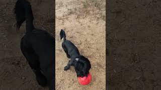 Peluche y su pelota roja 🔴🐕 [upl. by Shep]