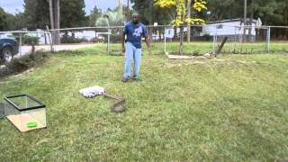 Handling My Aggressive 11Ft African Rock Python [upl. by Ardnahc380]