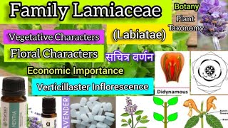 Family Lamiaceae Labiatae Plant taxonomy Plant families [upl. by Hastie]