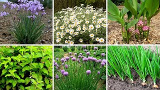 20 Espécies de Ervas Condimentares 🌿 temperos e aromáticas 🌿 para Identificação 🌿 Plantas Flores [upl. by Marna917]