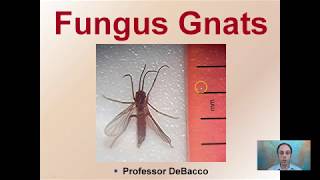 Fungus Gnats [upl. by Eenaj]