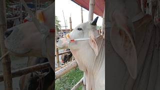 Cow unloading Big size Cow Cow video Part 18 shorts [upl. by Lledrev]