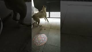 Bullmastiff Barking evathebullmastiff [upl. by Mohn62]