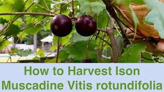 How to Harvest Ison Muscadine Vitis rotundifolia [upl. by Gallard806]