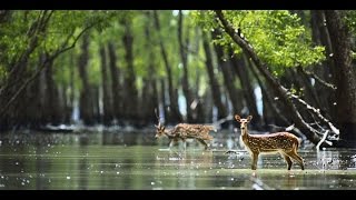 Sundarban Video By Tourism Bengal [upl. by Roer]