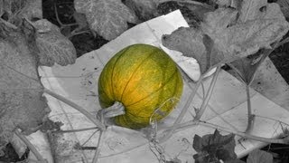 Pumpkin Patch amp Pollination Update [upl. by Novla]