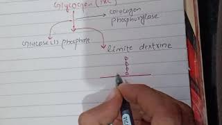 Glycogenolysis Biochemistry [upl. by Myer]