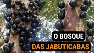 O BOSQUE DAS JABUTICABAS [upl. by Nonarb]