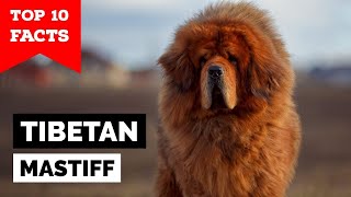 Tibetan Mastiff  Top 10 Facts [upl. by Fernandez]