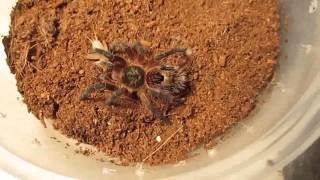 Part 1 of 3 From Beginner To Advanced Tarantula KeepingFeeding [upl. by Tierell]