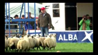 Aled Owen amp Cap  FINAL  2015 International Sheep Dog Trial [upl. by Zea]