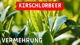 KIRSCHLORBEER VERMEHREN durch Stecklinge 🌱👨‍🌾 [upl. by Oirogerg851]