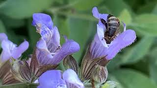 Curiosidades sobre as flores [upl. by Franchot]