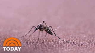 Genetically Modified Mosquitoes To Be Released in Florida Keys Experiment  TODAY [upl. by Weidar]