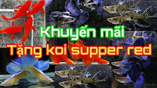 Guppy cá 7 màu 349 Khuyến mãi tặng Koi supper red báo giá những dòng cá phổ thông dễ nuôi [upl. by Baumbaugh]