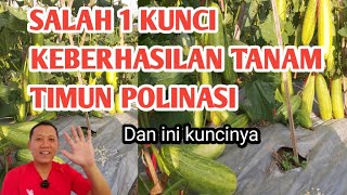 CARA POLINASI TIMUN AGAR BERHASILtanamantimun pertanian garden kebuntimun TIMUNPOLINASI [upl. by Brittnee]