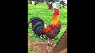 Laula Kukko  Marjatta ja Martti Pokela 1956 🎵🎼🐓😏🎵 [upl. by Cyrano419]