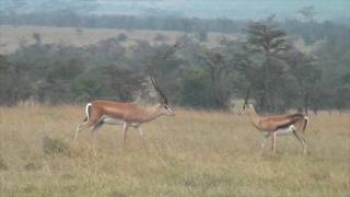 Grants gazelles defend a fawn from hunting blackbacked jackals [upl. by Lew]