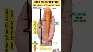 Root Modification😎  NEET shorts biology neet [upl. by Ym]