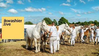 Boulonnais coupe challenge des championnats des juments des concours du comice agricole de Lumbres [upl. by Yllatan]