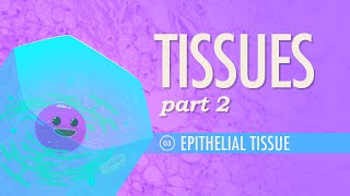 Tissues Part 2  Epithelial Tissue Crash Course Anatomy amp Physiology 3 [upl. by Animsay]